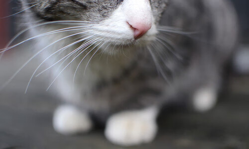 当多特蒙德遭遇拉齐奥,皮克用教科书般的表现诠释何为现代中卫